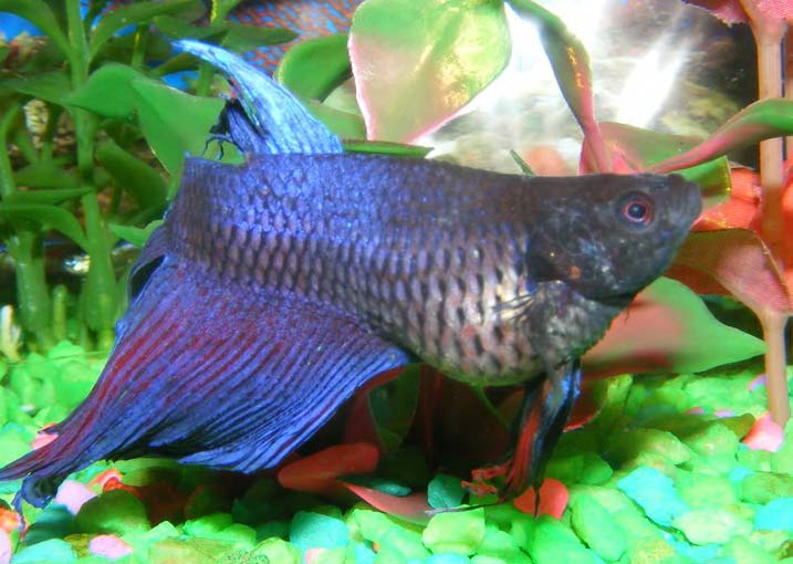 Complete Guide to Betta Fish Diseases and Treatment (with pictures ...