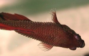 dropsy-disease-betta