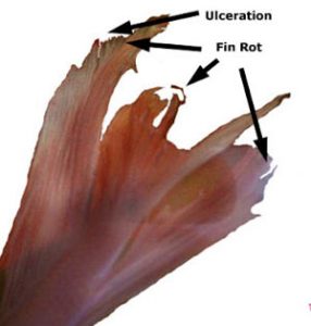 fin-tail-rot-betta-diagram