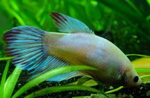 intestinal-parasites-betta-fish