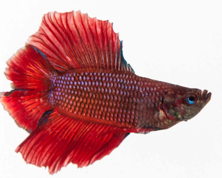 Complete Guide to Betta Fish Diseases and Treatment (with
