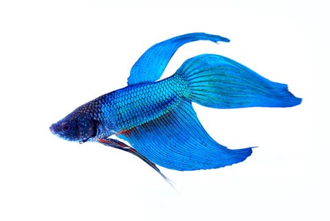 Complete Guide to Betta Fish Diseases and Treatment (with pictures) - Fish  Care