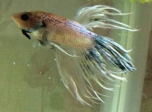 poisoning-betta-fish