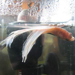 swim-bladder-disease-betta-fish