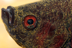 velvet-disease-betta-fish