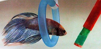 fish toys for bettas