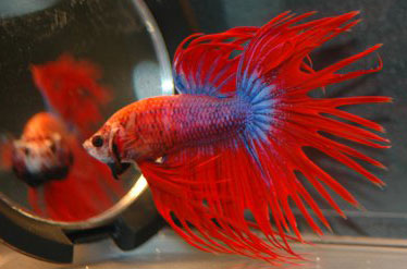 Betta-Fish-Mirror