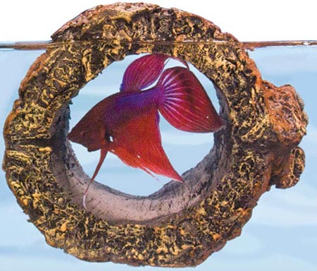 betta fish toys