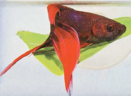 betta fish ping pong ball