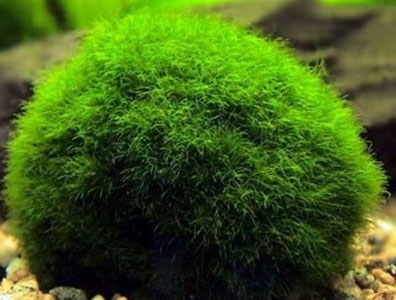 Marimo-Moss-Ball