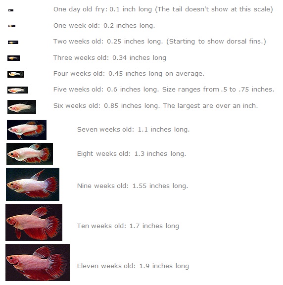 Betta Growth From Birth Fish Care