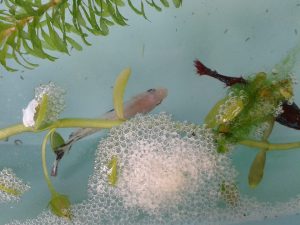 female betta fish eggs