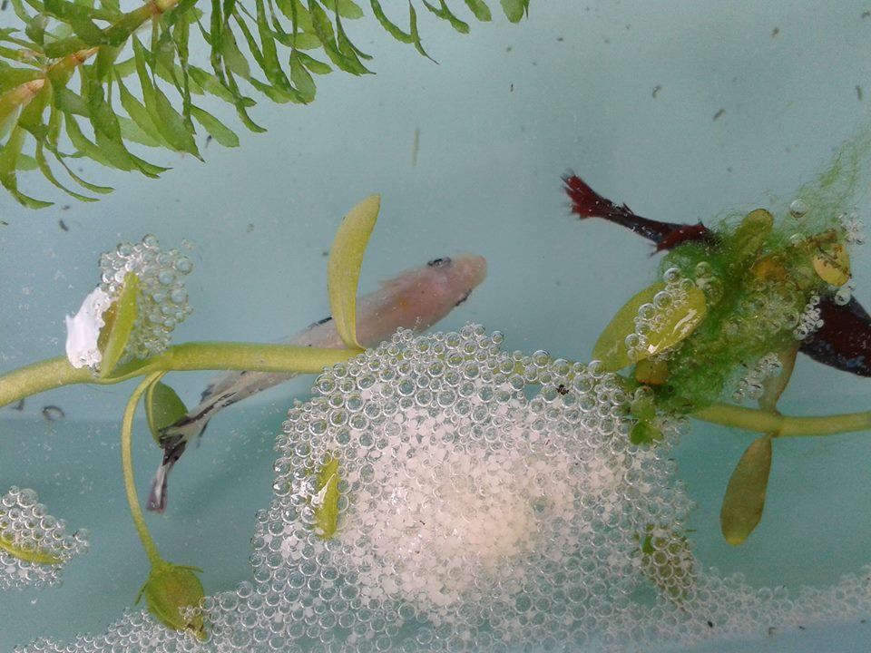 Betta Fish Eggs Hatch