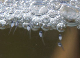 betta-hatching