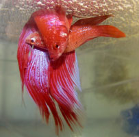 Betta Fish Eggs: Hatching Time, Appearance, and How Many Babies to Expect -  A-Z Animals