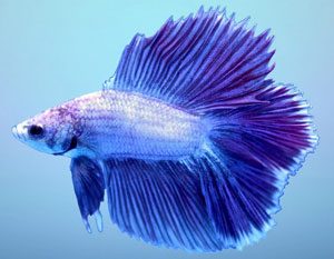 bi-color-betta-fish