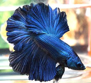 betta fish best color