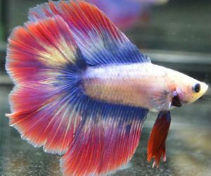 butterfly-color-betta