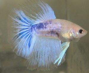 grizzle-color-betta