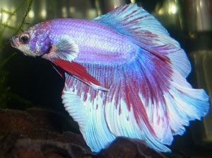 marble-color-betta