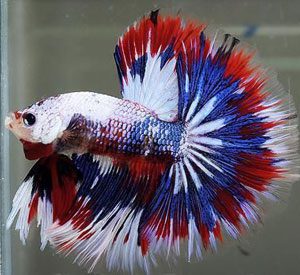 Different color shop betta fish