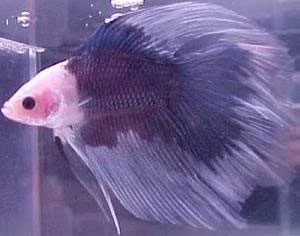 piebald-color-betta-fish