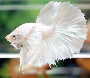 white-betta-fish