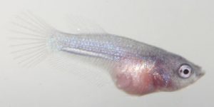 young-betta-fish