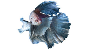 betta-fish-history