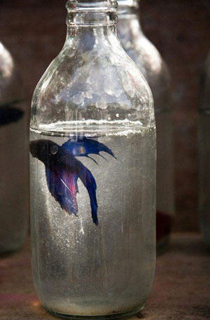 traditional-thai-jars-betta-fish