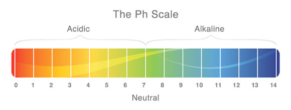 How to Test PH Levels in Your Aquarium 