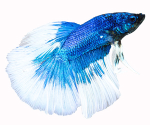 blue-coloured-betta-fish