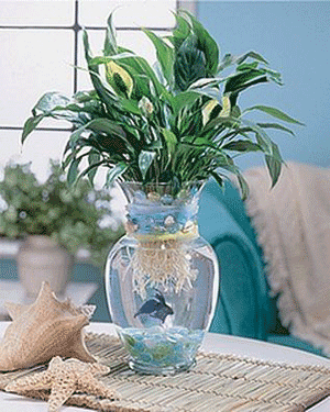 betta fish plant