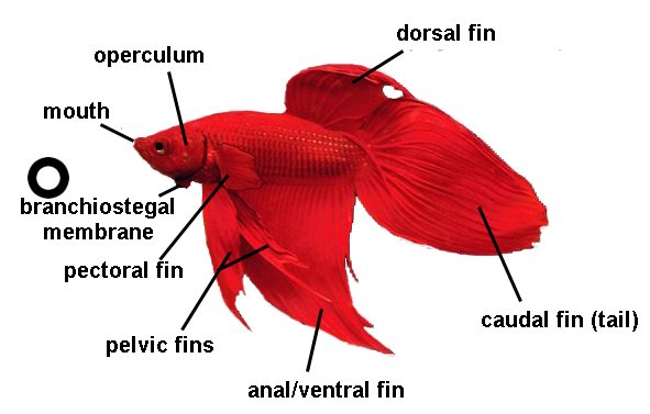 Betta Fish Anatomy Diagram