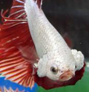 Betta fish internal parasites best sale