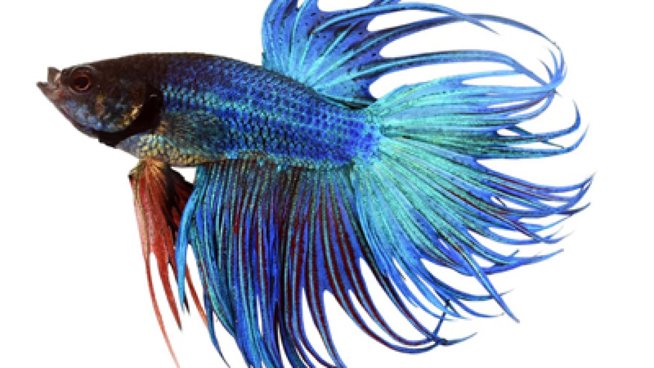 Betta fish care store 101