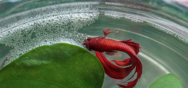 betta-fish-bubble-nest