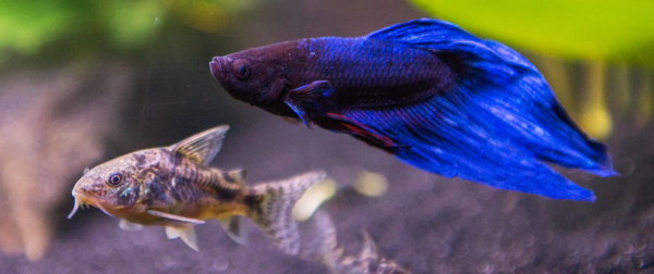 male and female betta fish in one tank