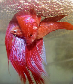 Fighting fish sale pregnant