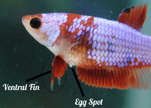 Is My Betta Fish Pregnant? Signs and Symptoms of an Expectant Betta