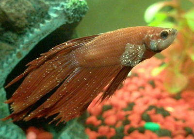 ich-on-betta-fish