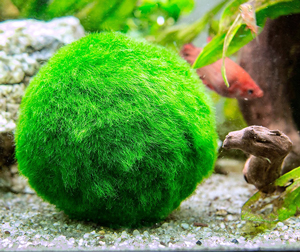 moss-ball-for-betta