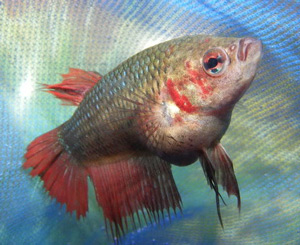 pregnant-betta-fish