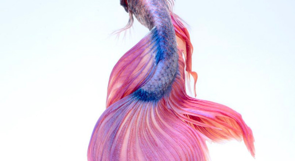 skittish-betta-fish