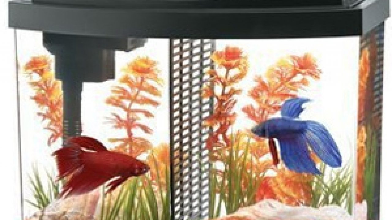 The Cost of Setting Up and Caring for a Betta Fish - Fish Care