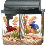 owning-a-betta-fish-cost