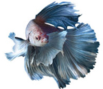 betta-fish