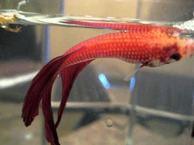 sick betta fish dropsy