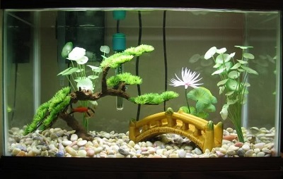 betta fish tank setup