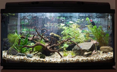 Betta Fish Tank Setup